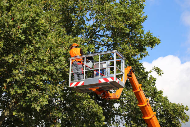 Large Tree Removal in Enderlin, ND